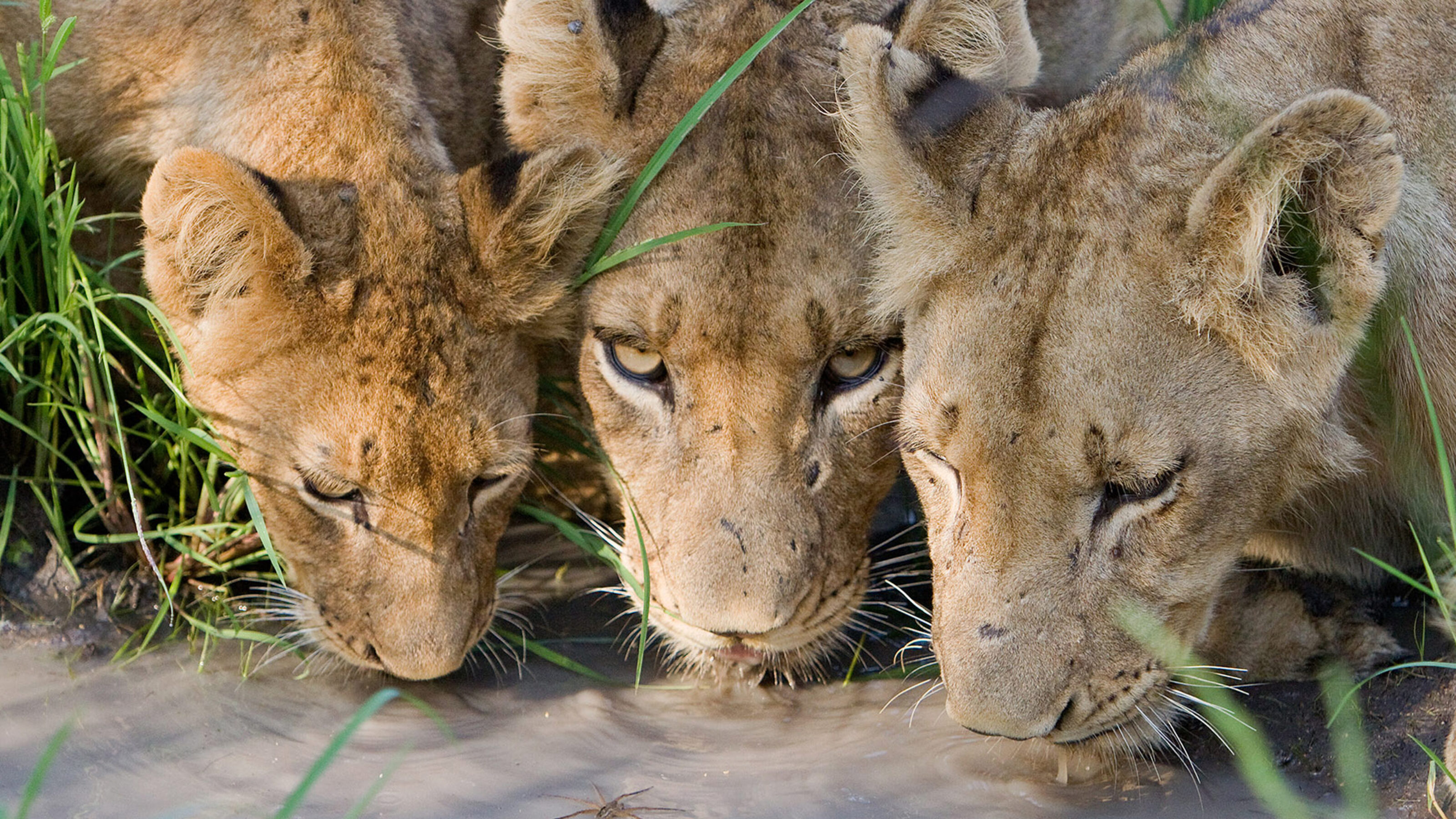 A Romantic Honeymoon to South Africa